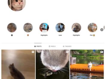 2K Cute Cats Instagram Account for sale