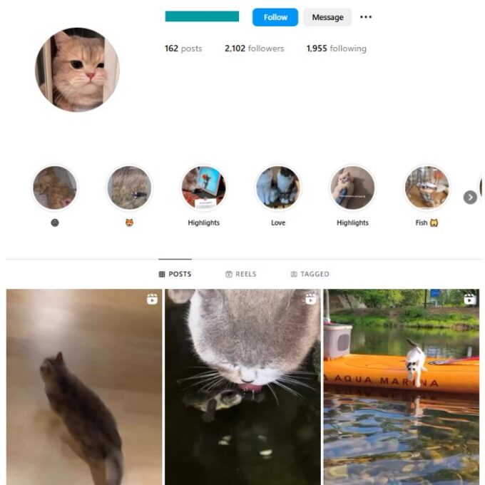 2K Cute Cats Instagram Account for sale