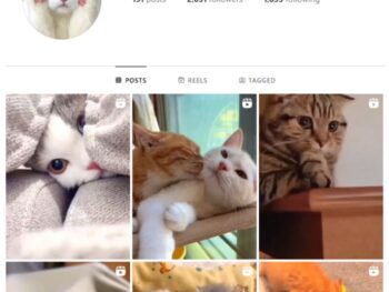 2K Cute Cats Instagram Account for sale