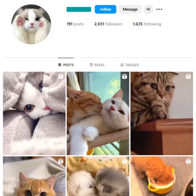 2K Cute Cats Instagram Account for sale