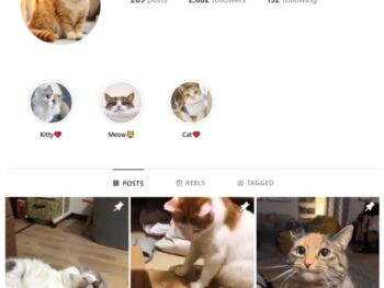 2K Cute Cats Instagram Account for sale
