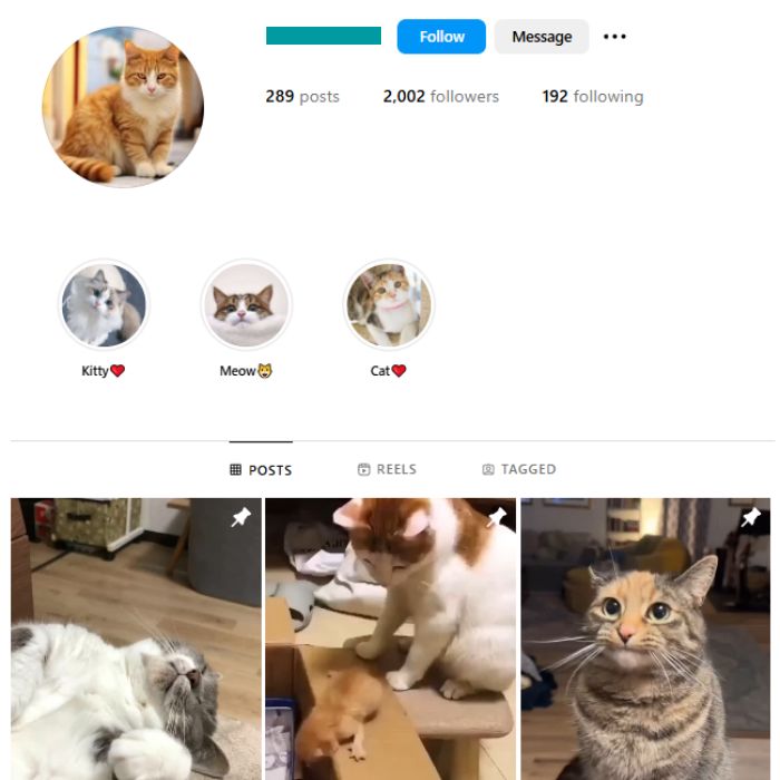 2K Cute Cats Instagram Account for sale