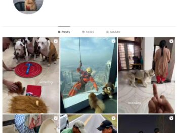 30K Cute Dogs Pets Instagram Account for sale