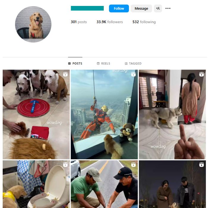 30K Cute Dogs Pets Instagram Account for sale
