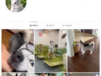 39K Husky Dog Instagram Account for sale