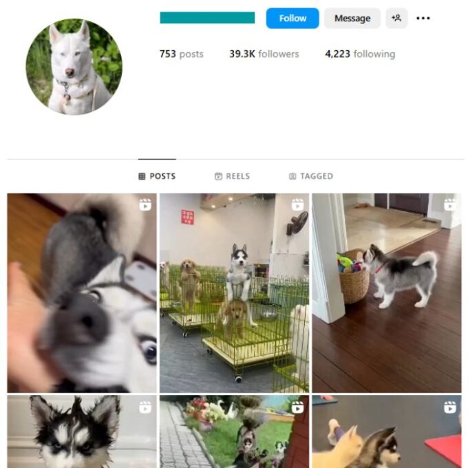39K Husky Dog Instagram Account for sale