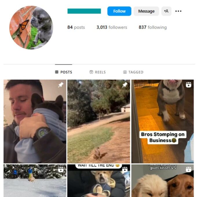 3K Dogs Bulldog Instagram Account for sale