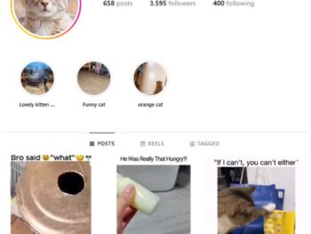 3K Kittens Cats Instagram Account for sale