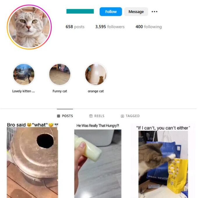 3K Kittens Cats Instagram Account for sale
