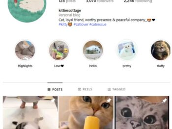 3K Kittens Cats Instagram Account for sale
