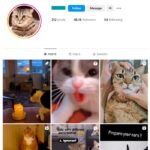 48K Cats Pets Instagram Account for sale