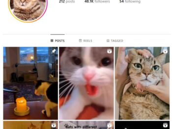 48K Cats Pets Instagram Account for sale