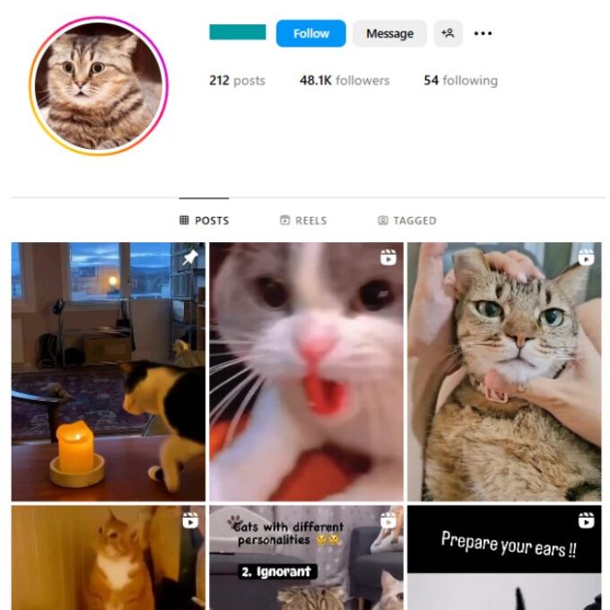 48K Cats Pets Instagram Account for sale