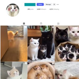 4K Kittens Cats Instagram Account for Sale