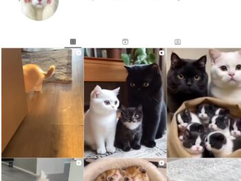 4K Kittens Cats Instagram Account for Sale