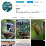 5K Travel Wildlife Instagram Account for sale