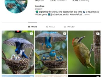 5K Travel Wildlife Instagram Account for sale