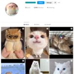 6K Kittens Cats Instagram Account for sale