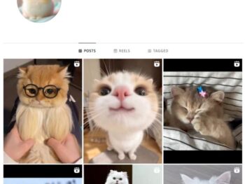 6K Kittens Cats Instagram Account for sale