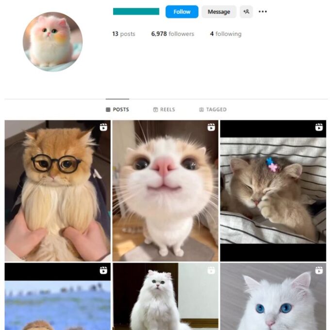 6K Kittens Cats Instagram Account for sale