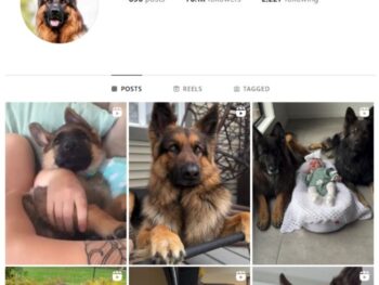 70K German Shepherd Dog Instagram Account for sale