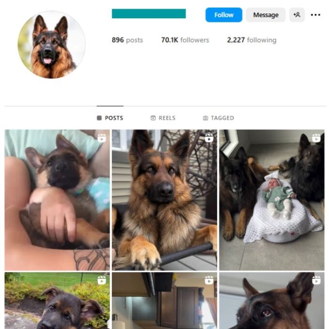 70K German Shepherd Dog Instagram Account for sale