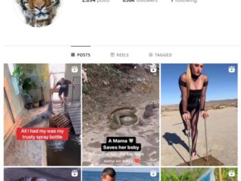 830K Wildlife Animals Instagram Account for sale