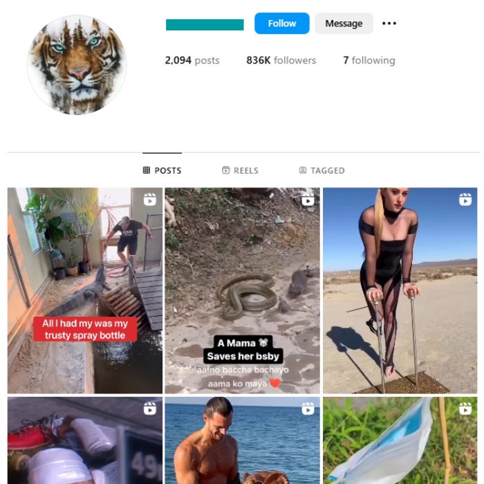 830K Wildlife Animals Instagram Account for sale