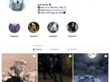 85K Wolf Animals Instagram Account for sale