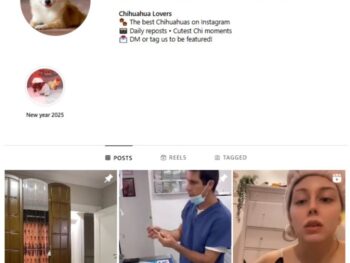90K Chihuahua Dogs Instagram Account for sale