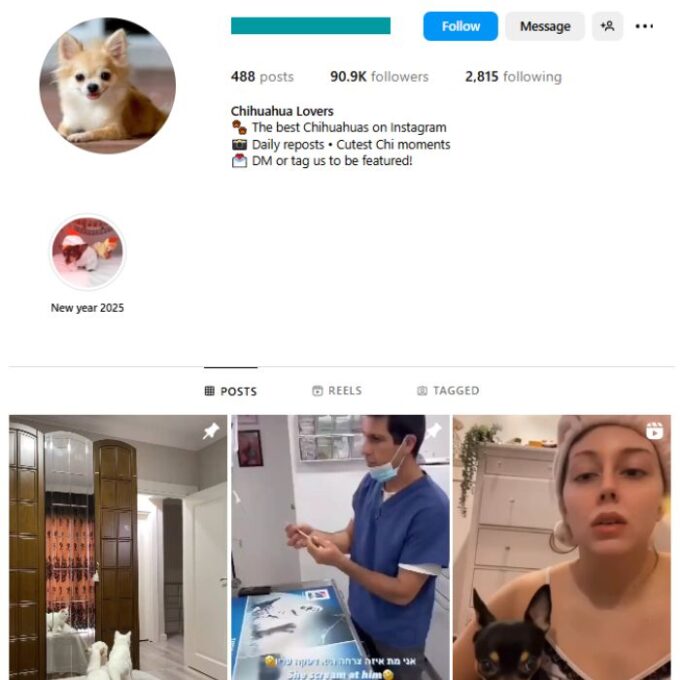 90K Chihuahua Dogs Instagram Account for sale