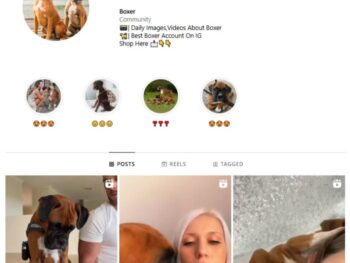 10K Dogs Boxers Instagram Account for sale