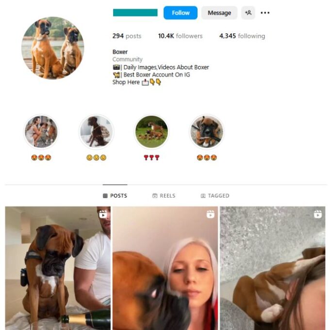 10K Dogs Boxers Instagram Account for sale