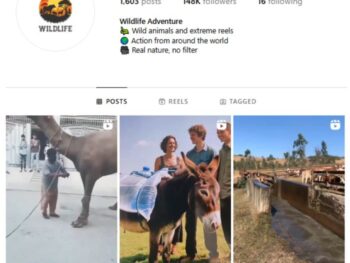 140K Animals Wildlife Instagram Account for sale