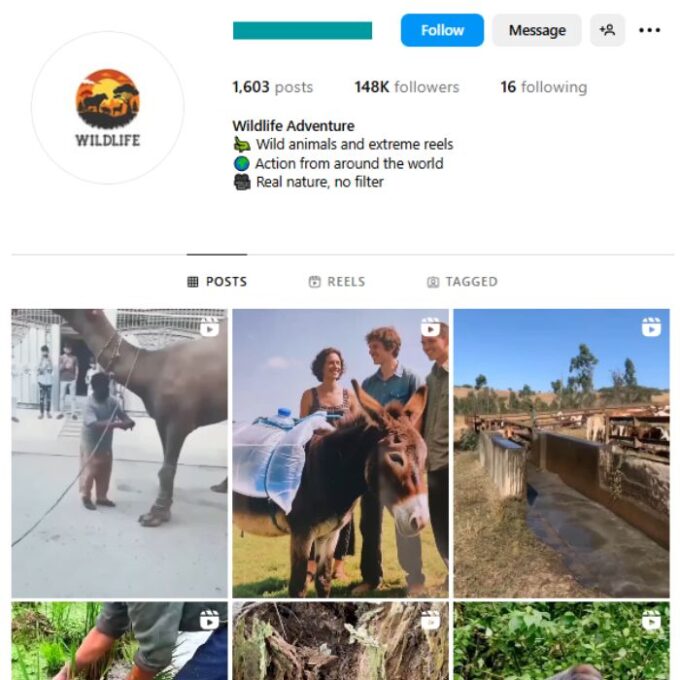 140K Animals Wildlife Instagram Account for sale