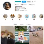 14K Dogs Corgi Instagram Account for sale