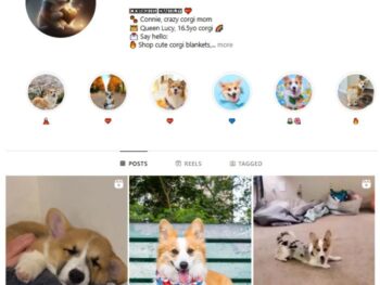14K Dogs Corgi Instagram Account for sale
