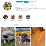 17K Pug Dogs Instagram Account for sale