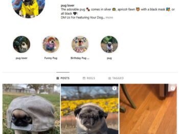 17K Pug Dogs Instagram Account for sale