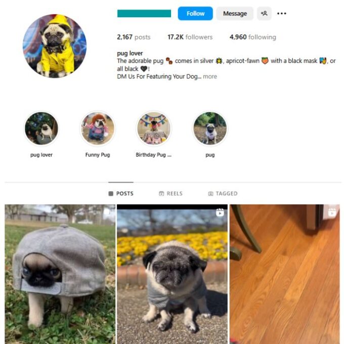 17K Pug Dogs Instagram Account for sale