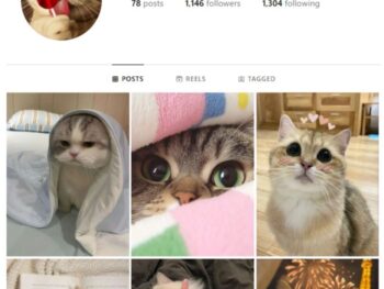 1K Cats Pets Instagram Account for sale