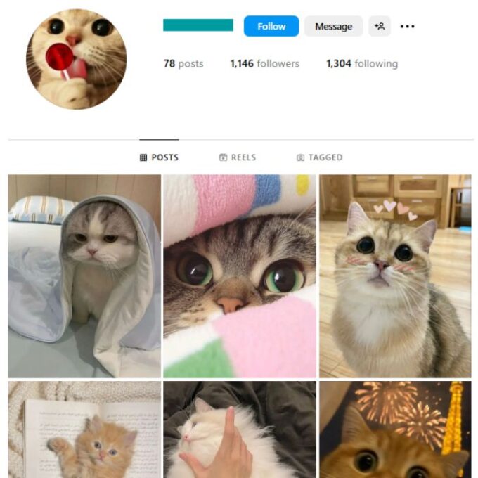 1K Cats Pets Instagram Account for sale