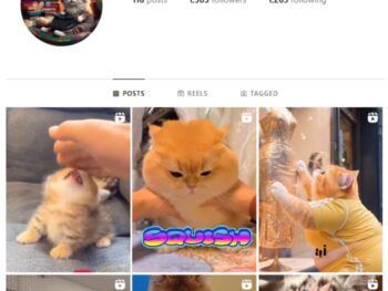1K Kittens Cats Instagram Account for sale