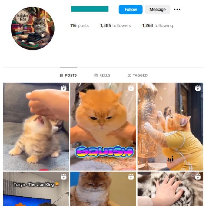 1K Kittens Cats Instagram Account for sale