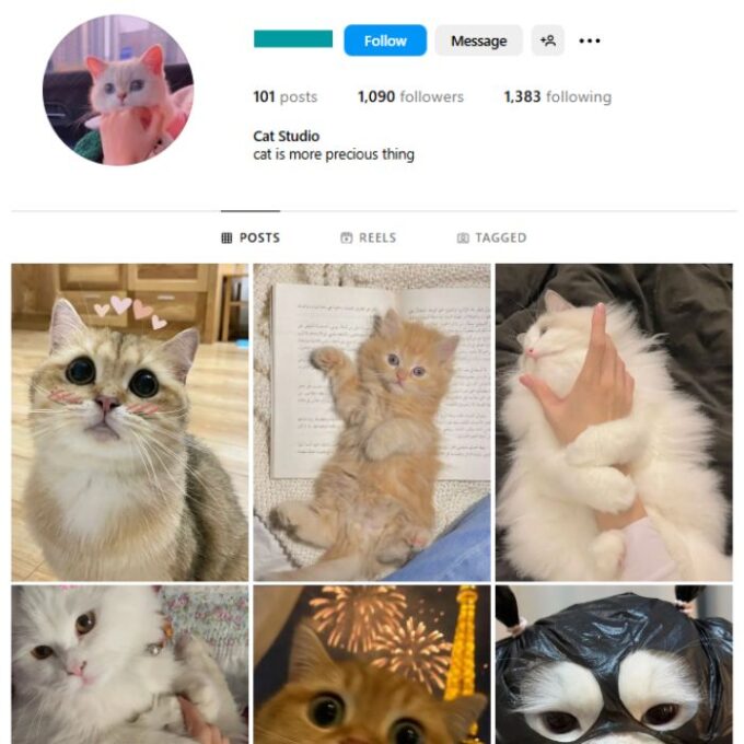 1K Pets Cats Instagram Account for sale