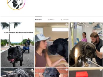 1M Cane Corsos Dogs Instagram Account for Sale