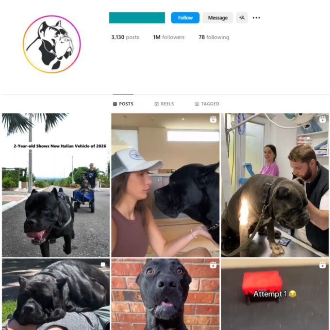 1M Cane Corsos Dogs Instagram Account for Sale