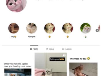 2K Cute Cats Instagram Account for sale