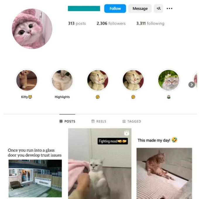 2K Cute Cats Instagram Account for sale