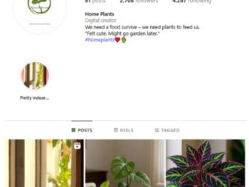 2K Interior Plants Greenery Instagram Account for sale